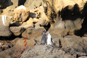 galapagos penguins